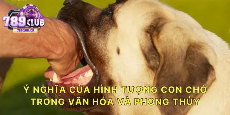 Ý nghĩa của hình tượng con chó trong văn hóa và phong thủy